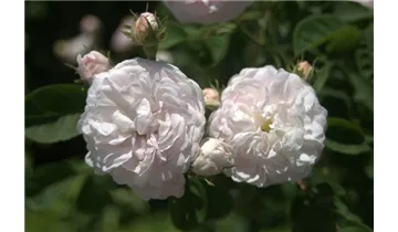 Rosa (Gallica) 'Duchesse de Montebello'