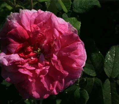 Rosa (Gallica) 'Président de Sèze'