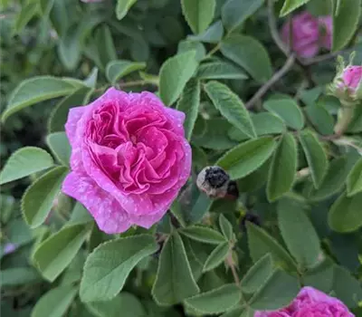 Rosa (Gallica) 'Président de Sèze'