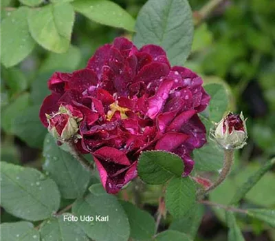 Rosa (Gallica) 'Tuscany Superb'