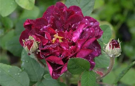 Rosa (Gallica) 'Tuscany Superb'