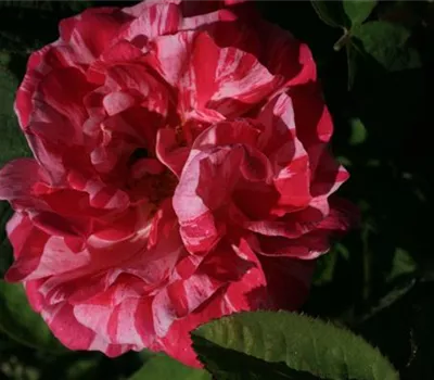 Rosa (Gallica) 'Versicolor'