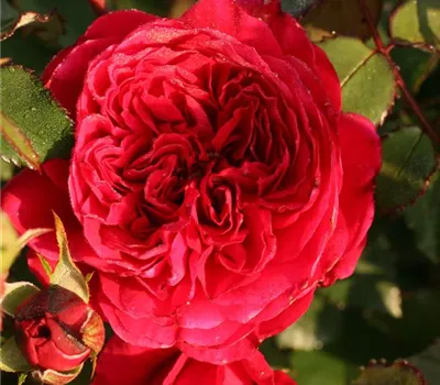 Rosa (Strauchrose) 'Adonis'®
