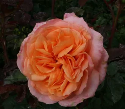 Rosa (Teehybride) 'Apricot Sensation'®