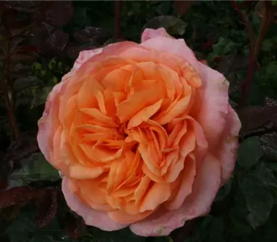 Rosa (Teehybride) 'Apricot Sensation'®