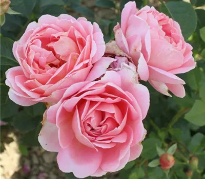 Rosa (Floribundarose) 'Arenenberg'® Rosa (Floribundarose) 'Arenenberg'®
