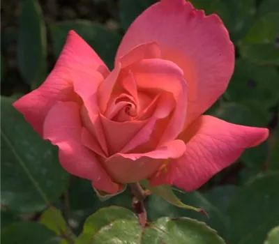 Rosa (Teehybride) 'Argovia'®