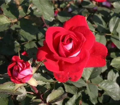 Rosa (Teehybride) 'Barockes Bischofszell'®