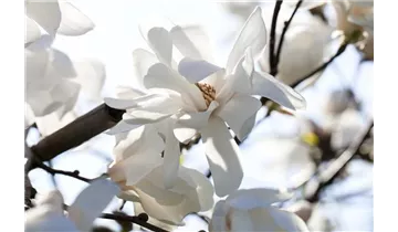 Magnolie