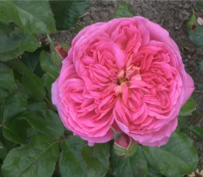 Rosa (Strauchrose) 'Belami'