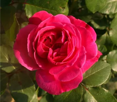 Rosa (Floribundarose) 'Belladonna'