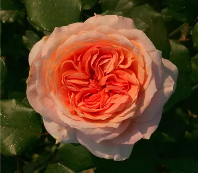 Rosa (Floribundarose) 'Beresina'