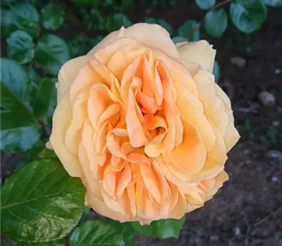 Rosa (Strauchrose) 'Biarritz'®