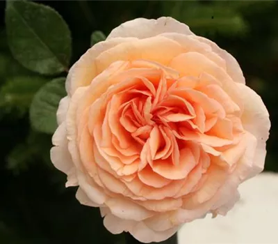 Rosa (Floribundarose) 'Christine Egerszegi' ®