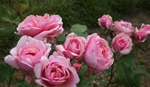 Hubers Duftrose