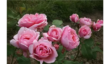 Hubers Duftrose