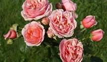 Hubers Duftrose