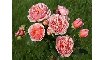 Hubers Duftrose