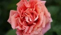 Hubers Duftrose