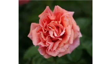 Hubers Duftrose