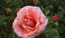 Hubers Duftrose