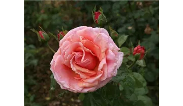 Hubers Duftrose