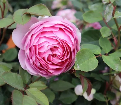 Rosa (Floribundarose) 'Glamourosa'