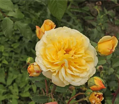 Rosa (Floribundarose) 'Golden Goal' ®