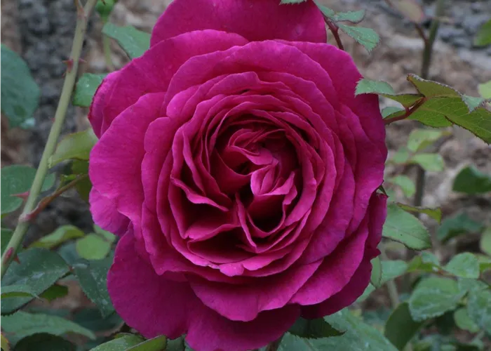 Rosa (Teehybride) 'Hans Rathgeb'®