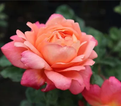 Rosa (Floribundarose) 'Hypi-Rose'