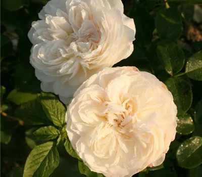 Rosa (Floribundarose) 'Matterhorn'