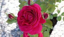 Hubers Duftrose