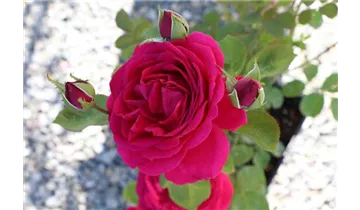 Hubers Duftrose