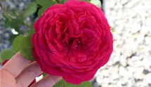 Hubers Duftrose