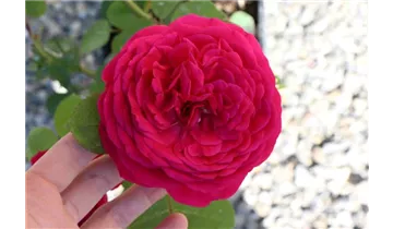 Hubers Duftrose