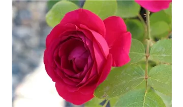 Hubers Duftrose