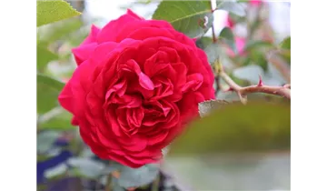 Hubers Duftrose