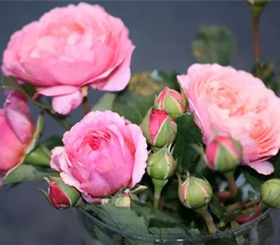 Rosa (Floribundarose) 'Schloss Wildegg'