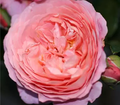 Rosa (Floribundarose) 'Schloss Wildegg'