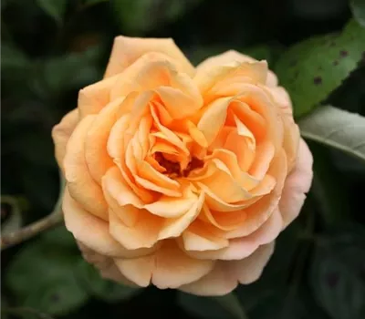 Rosa (Floribundarose) 'ShowMotion'®