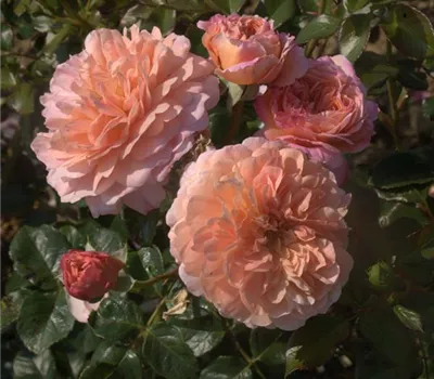 Rosa (Floribundarose) 'Summerday'