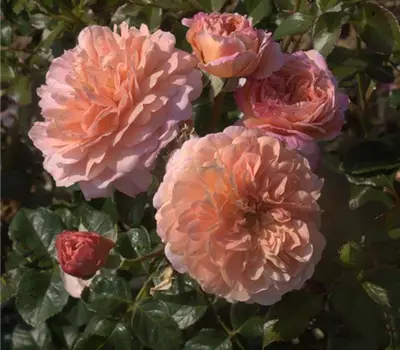 Rosa (Floribundarose) 'Summerday'