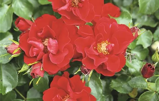 Rosa (Kleinstrauchrose) 'Matador'®
