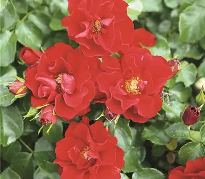Rosa (Kleinstrauchrose) 'Matador'®