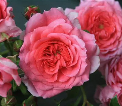 Rosa (Bodendeckerrose) 'Rose mit Herz'