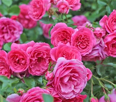 Rosa (Bodendeckerrose) 'Rose mit Herz'