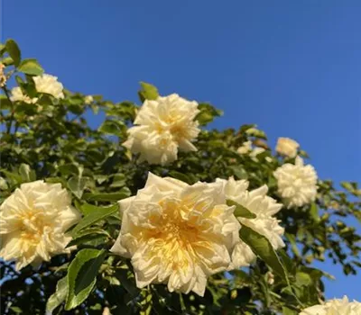 Rosa (Kletterrose) 'Albéric Barbier'