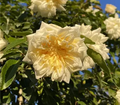Rosa (Kletterrose) 'Albéric Barbier'