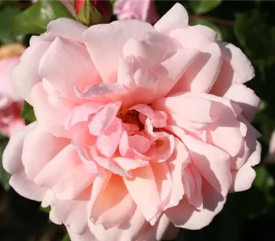 Rosa (Kletterrose) 'Albertine'