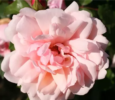 Rosa (Kletterrose) 'Albertine'